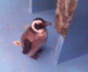 [$B%Z%s%.%s$N@V$A$c$s(B]